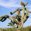 The Saguaro Monster:  This fearsome creature was spotted along the Fantasy Island Mountain Bike Bunny Trail, southeast of Tucson, Arizona.  And, while there have been no reports of it eating any cyclists, yet, it is just a matter of time before a rumor is started that is has! 