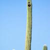 Random happy cactus.