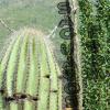 Saguaros from space:  Not only have they landed, they believe they blend in.  This extraterrestrial  saguaro was spotted in Saguaro National Park East.