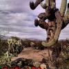 Saguaro Zombie number 1.  The hard freeze of 2011 has created an outbreak of saguaro zombies. 