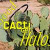 Not sure what defines good cacti behavior, but I think it has something to do with effectively getting ones' point across.