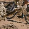 I think it was... one left hand turn and then two rights.  Don't worry about the cactus... it's all natural, organically grown and good for you!  I'm not suggesting that you eat it or even apply it topically.  Just smile as you ride past it!